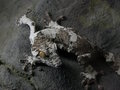 Leaf Tail Gecko