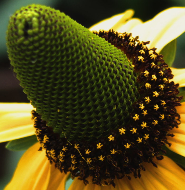 Cone flower 2.jpg