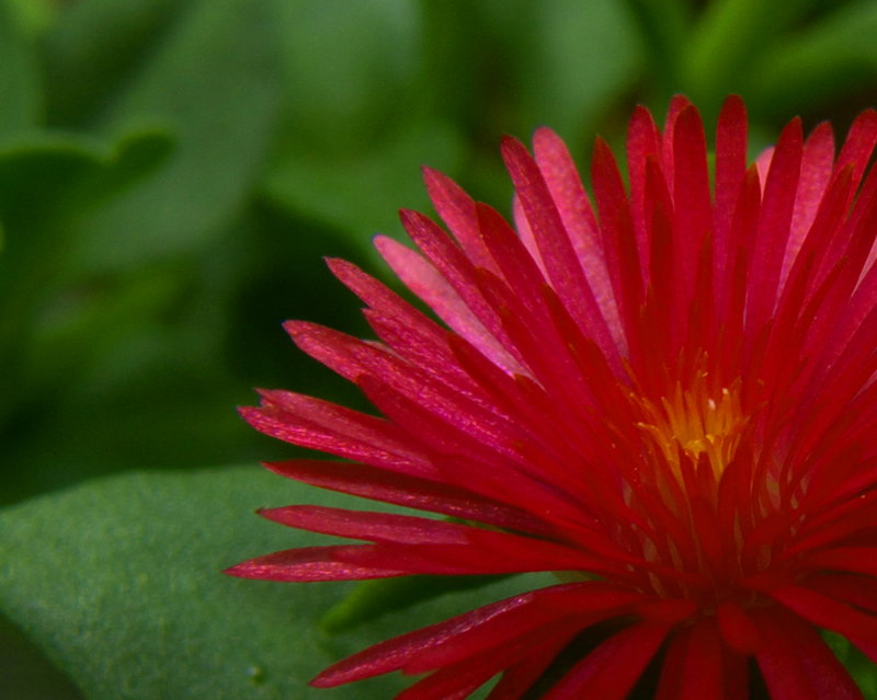red flower2.jpg