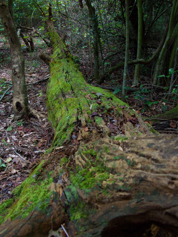 log.jpg