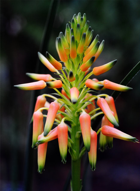aloe.jpg