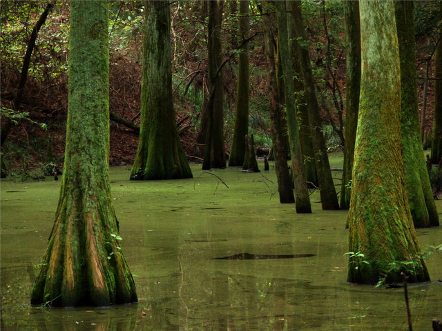 Cypress swamp
