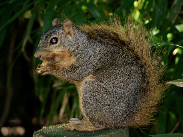 Classic Squirrel