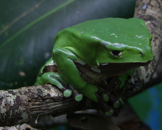 ribbit