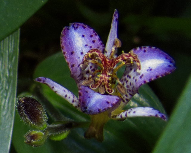 Alice Toad Lilly