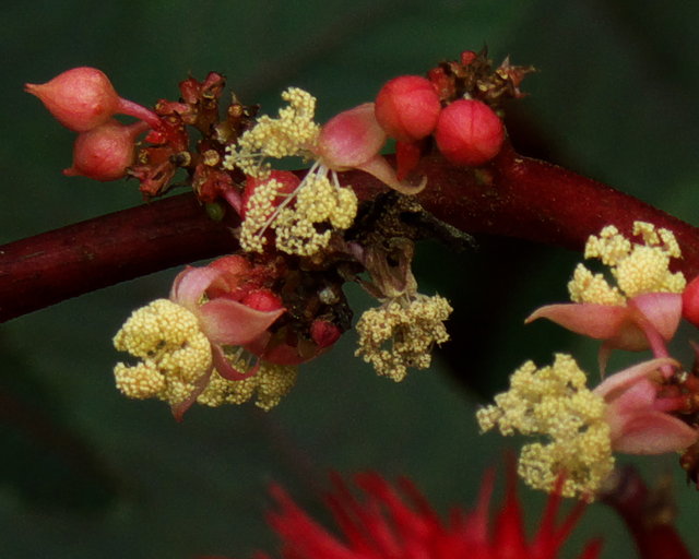 Castor Bean