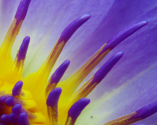 Water Lilly