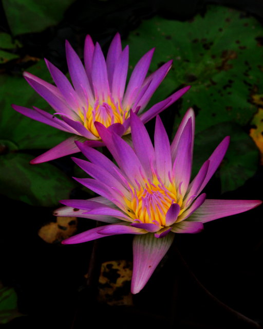 Water Lillys
