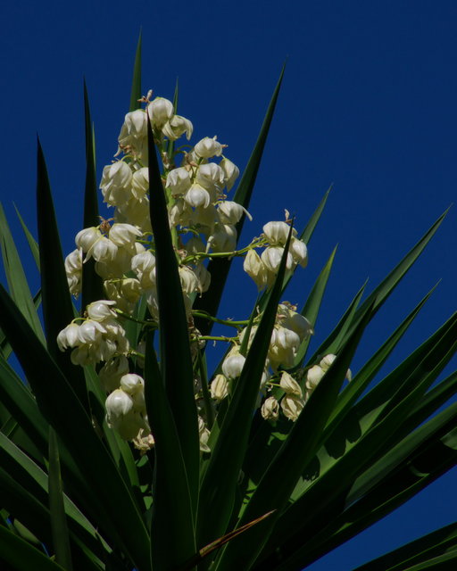 Yucca