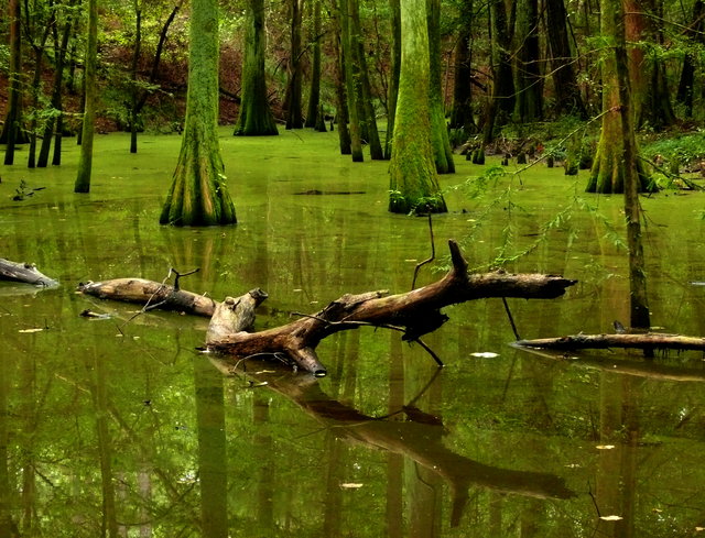 Cypress Swamp 2