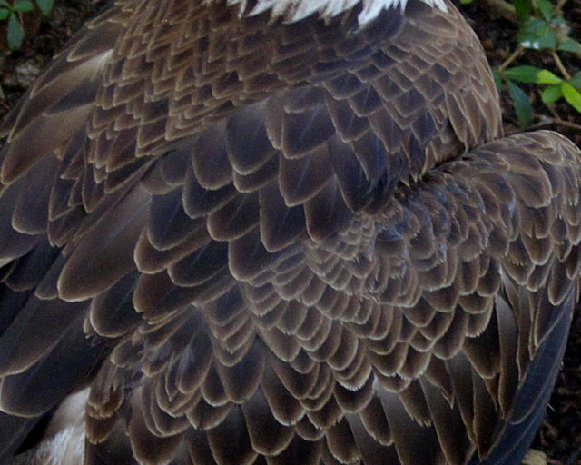 Eagle Feathers