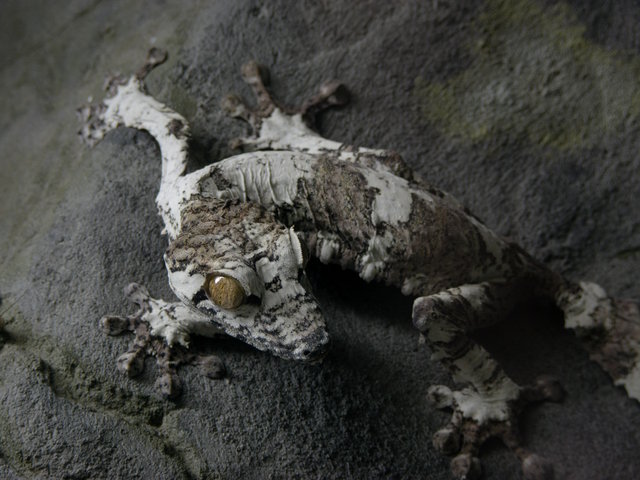Leaf Tail Gecko