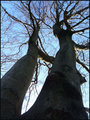 Trees In Love