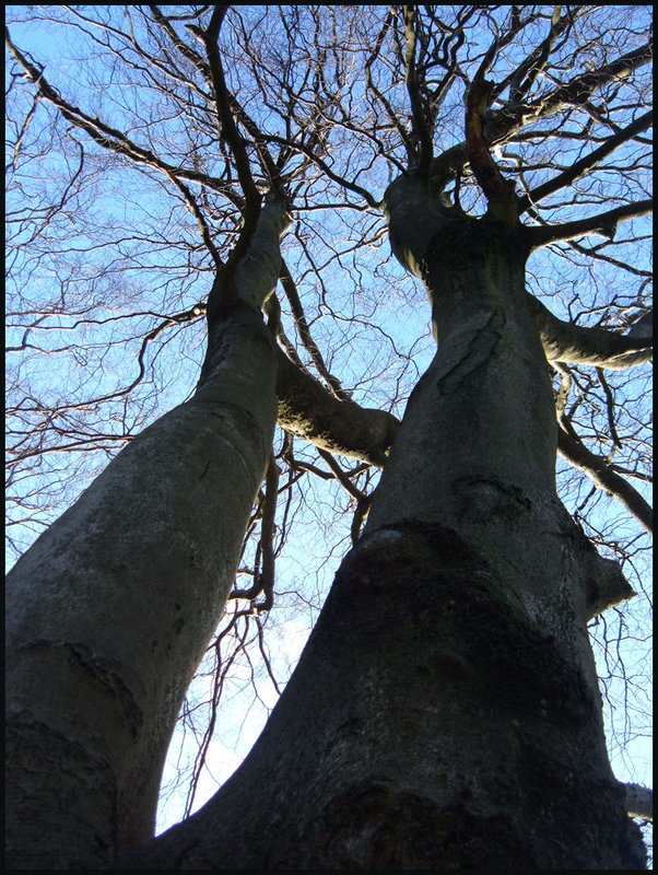 Trees In Love