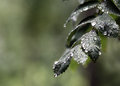Northern Rain Drops...