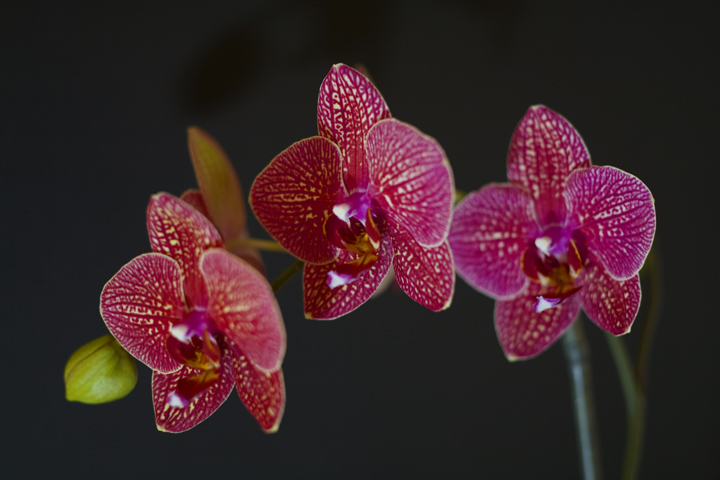 orchids2.jpg