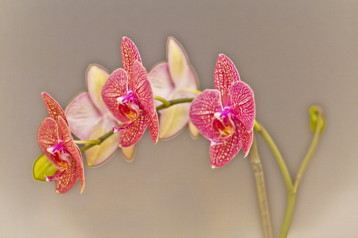 orchids3.jpg