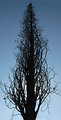 Was  a Cypress Tree