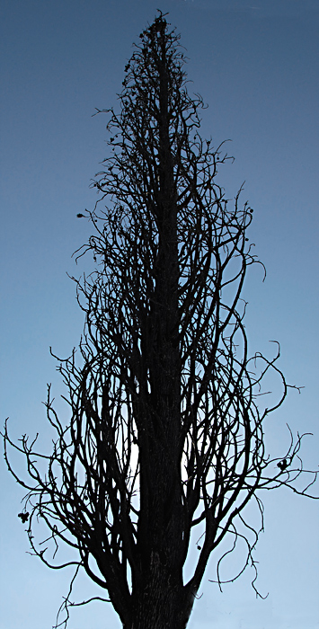Was  a Cypress Tree