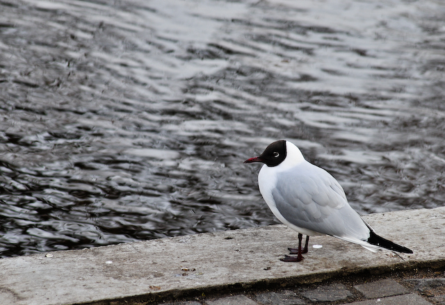 Black headed gull (Larus ridipundus) 