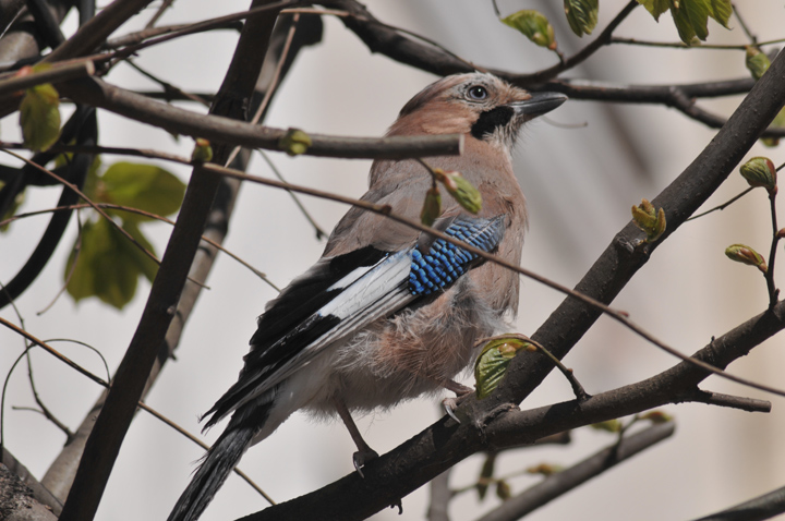 bird-2.jpg