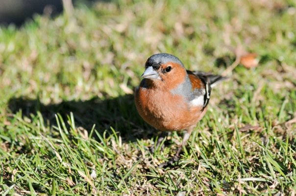 bird 1.jpg