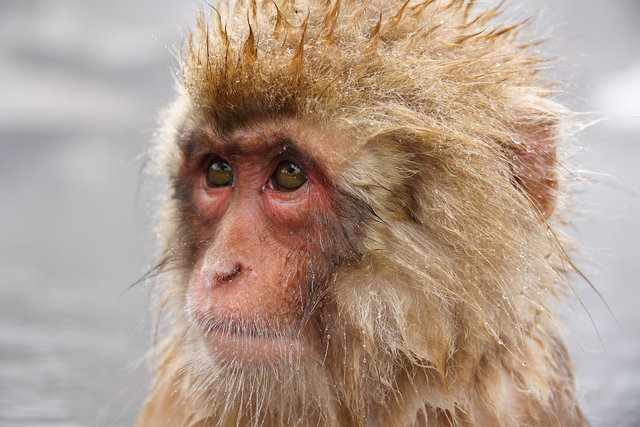 Snow Monkey Portrait