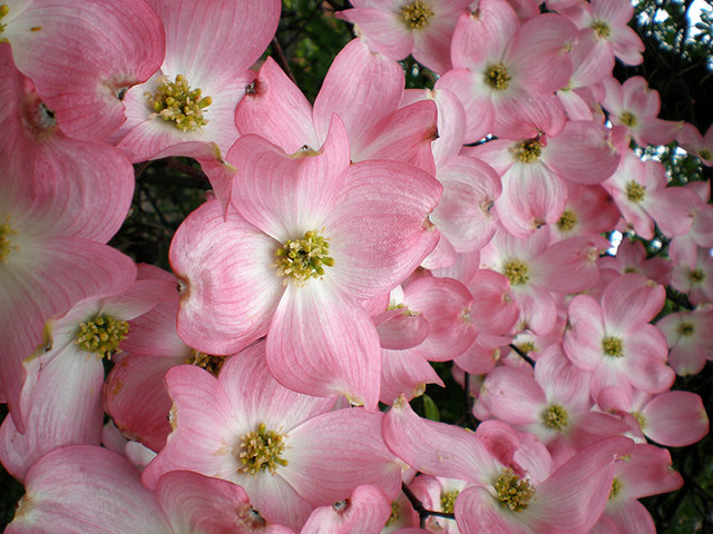 PinkDogwood.jpg