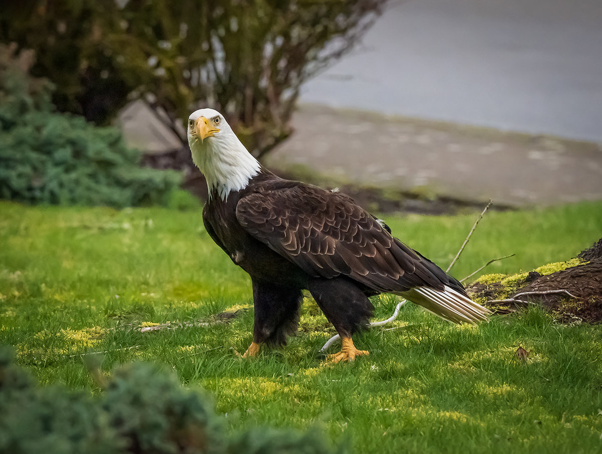 Eagle Lawn