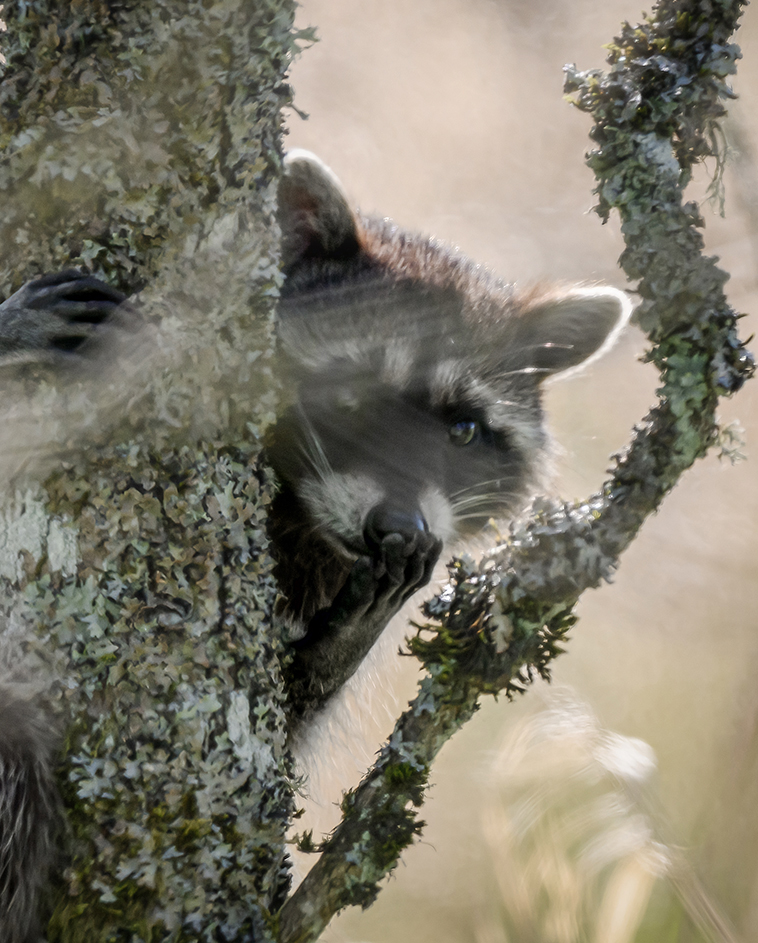 raccoon-2cropsml