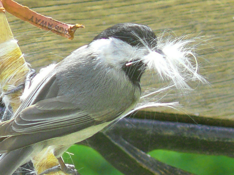 bird nesting.jpg