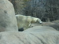 POLAR BEAR!