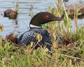 Loon on nest