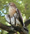 hawk b.jpg