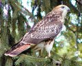 Hawk