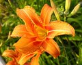 tiger lily