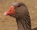 Goose