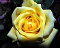 yellow rose