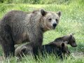 Bear family at GAe.jpg