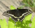 Black Butterfly