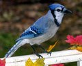 Can You Say Blue Jay