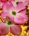 That's Dogwood