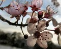 Spring Blossom