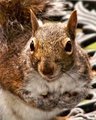 Squirrel 2