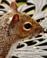 Squirrel 3