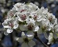 Spring Blossoms