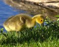 Cute Goose