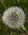 Puff