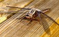 Dragon Fly 2