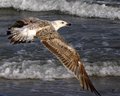 Gull in Flight